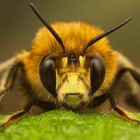 Hairy Footed Flower Bee 5 